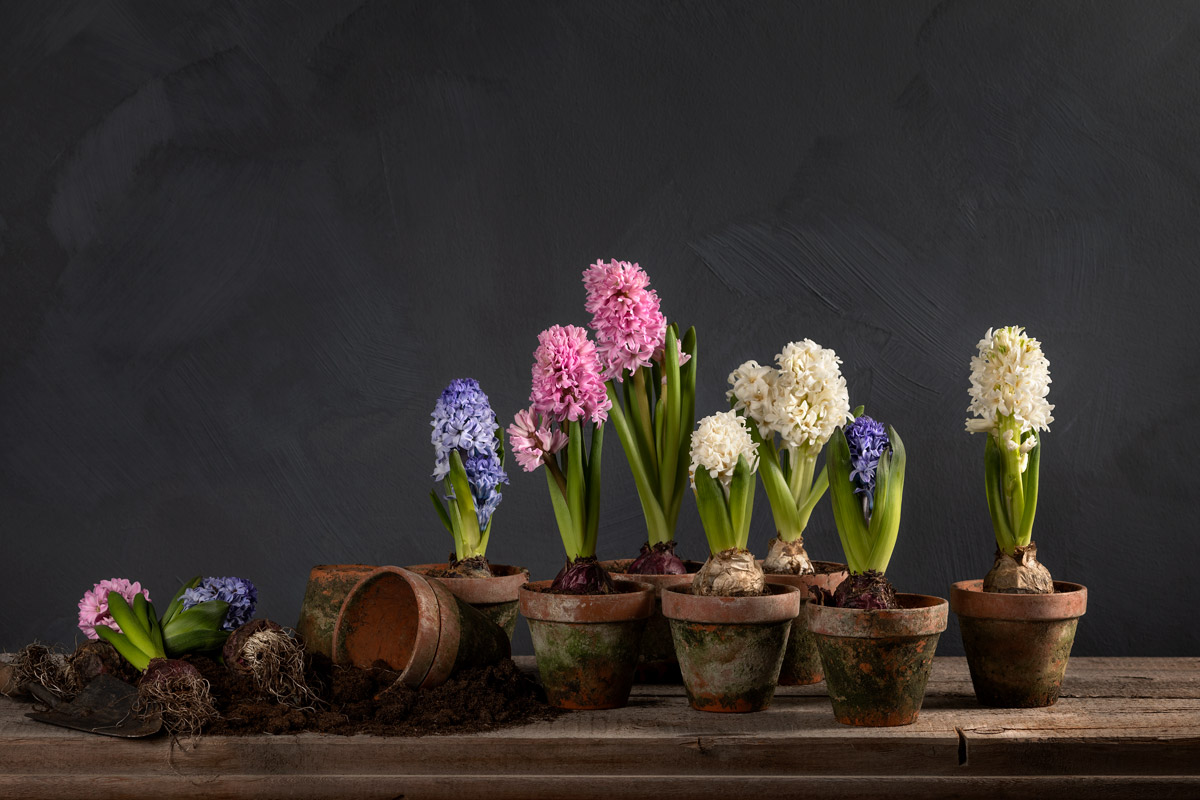 Hyacint-Blomfakta-Skötselråd-Interflora-Topp.jpg